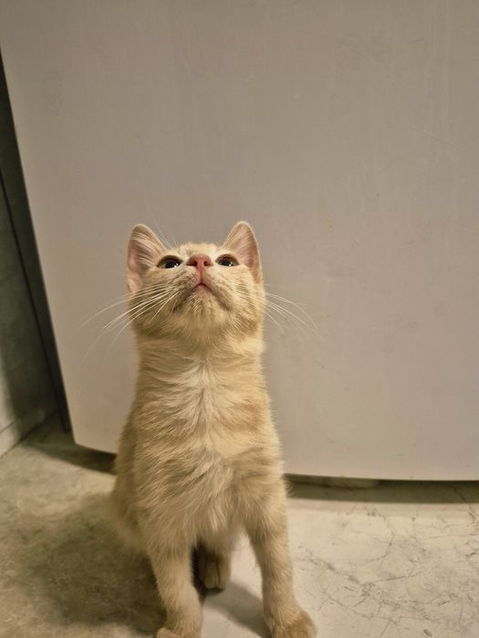 Отдам котенка в добрые руки