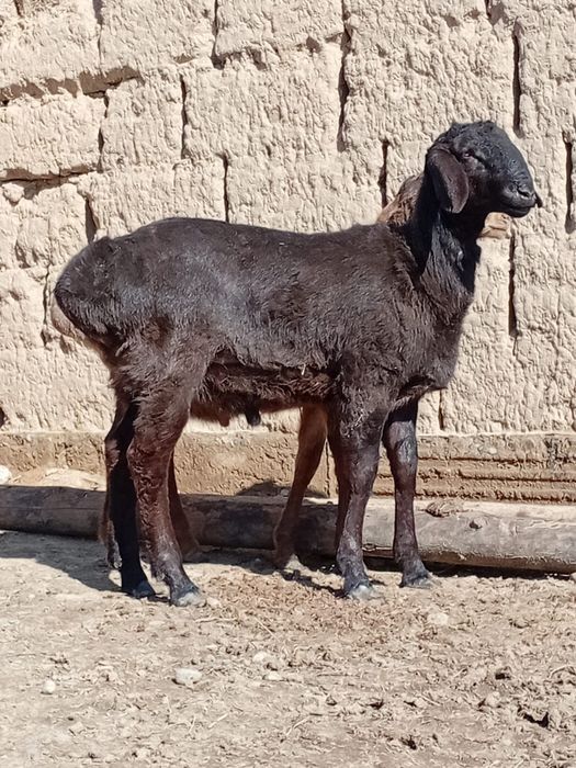 Қошқарлар сатылады