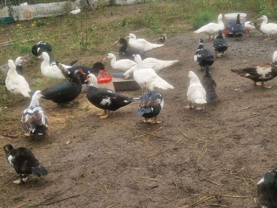 Vând rate mute lesesti