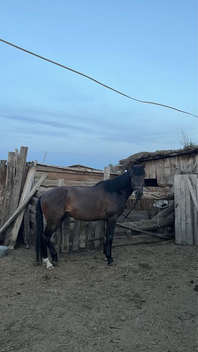 Байге лошадь продается
