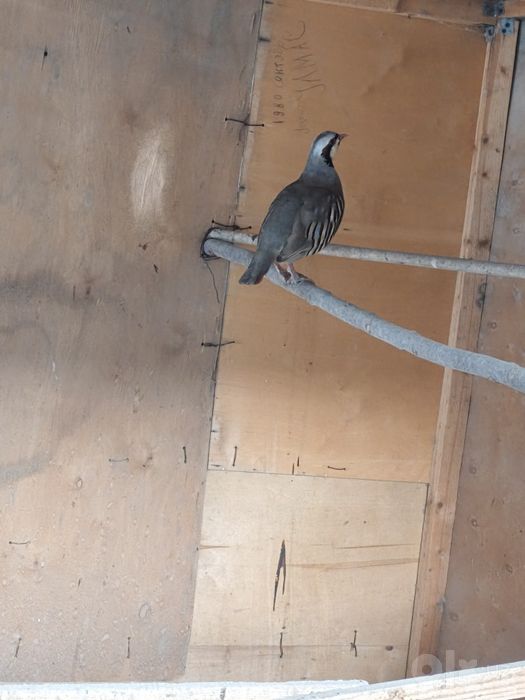 Kaklik sotiladi erkak 3 yilik 1 dona