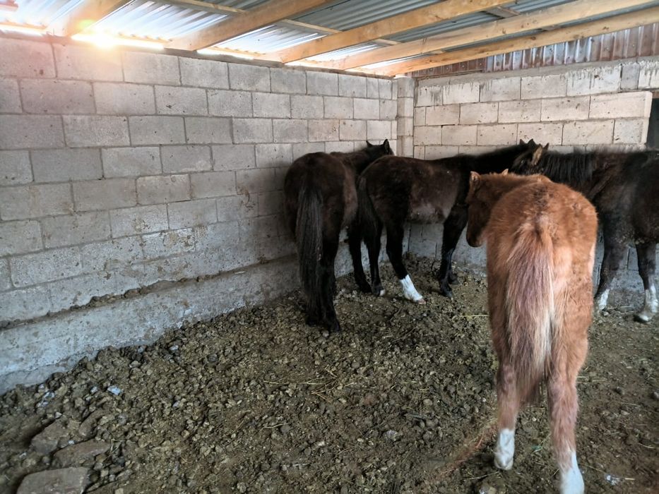 Тайлар сатылааады