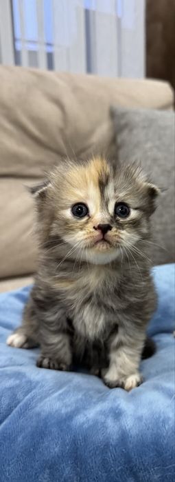 Котенок в добрые руки