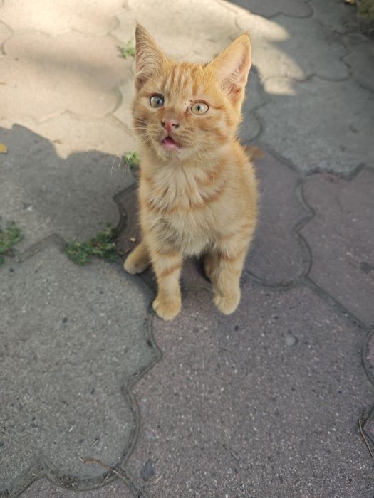 Отдам классных котят в добрые руки