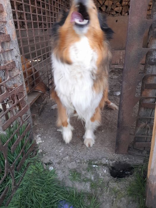 Catelusa collie Lessi  gestanta