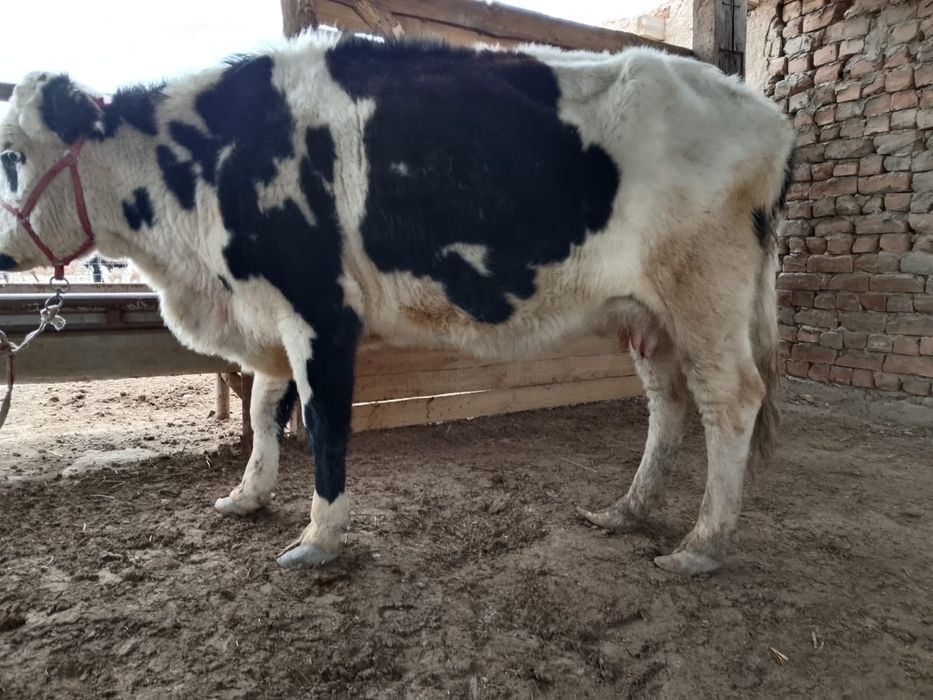 Қара Ала сауынды