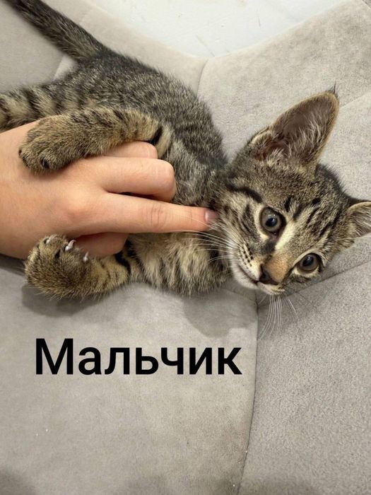 В добрые руки, котята ищут новый дом