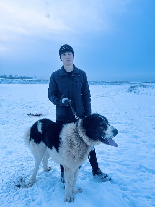 бойцовска собака