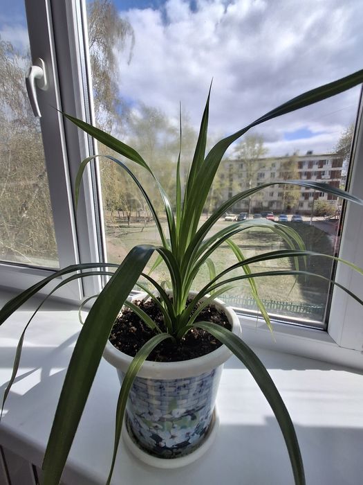 Комнатные растения