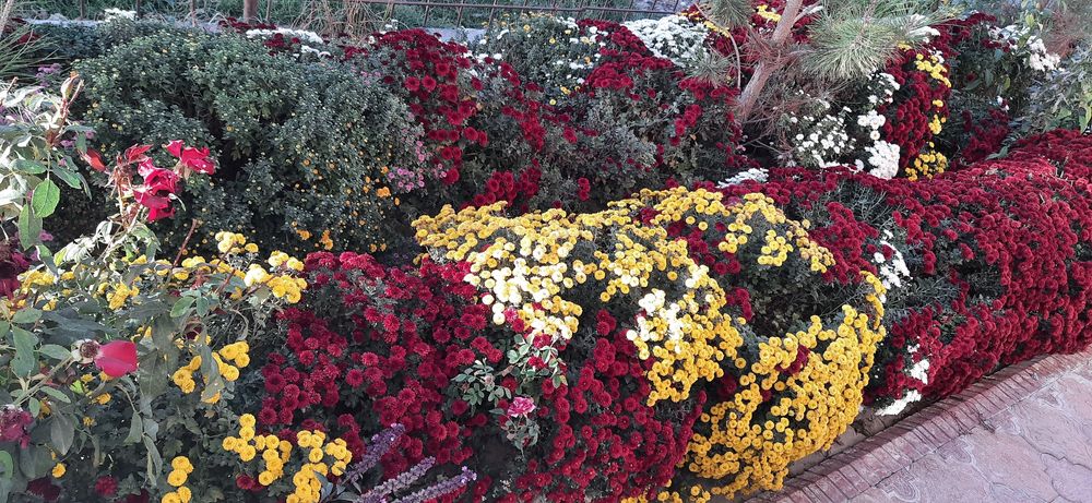 Xrizantema guli sotiladi,har xil rangi bor globus  shakldagi