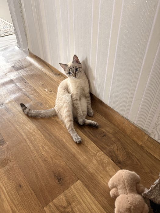 Ищем жениха для кошечки