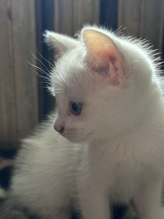 Очаровательные Котята Скоттиши