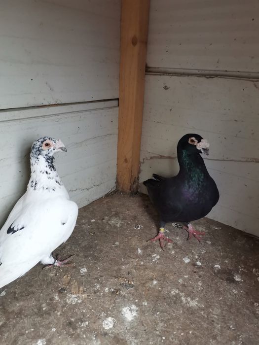 Vând porumbei voiajori italieni și voiajori stil vechi.
Preț 300 lei p