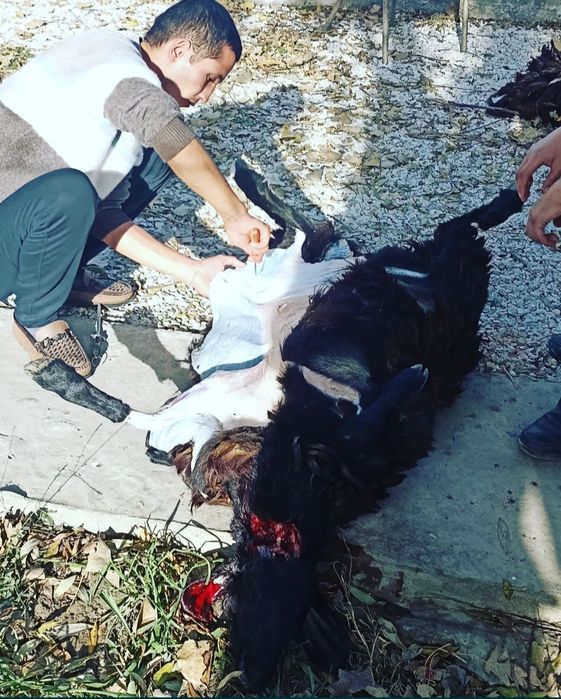 Куй суйиш хизмати