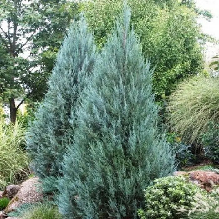 Продам саженцы туи