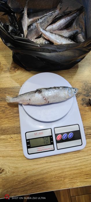 В продаже рыба рипус