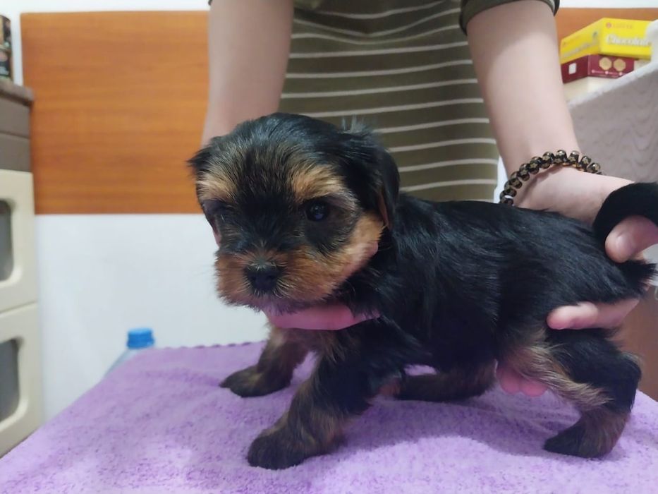 Щенки йоркширский терьер