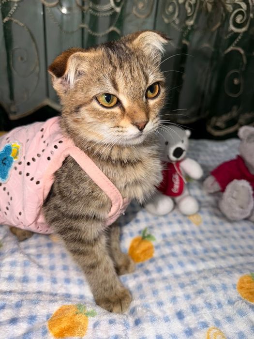 Ласка котёнок в поисках дома