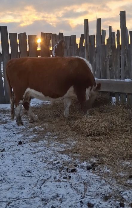 Продается стельная корова