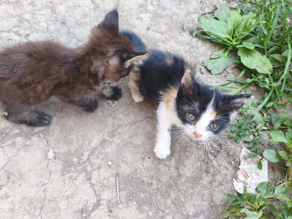 Котята в добрые руки в г Янгиюль