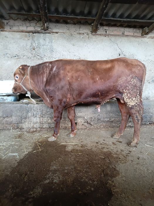 2 бука сатылады ..