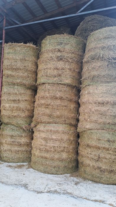 Baloti rotunzi Lucerna 125/125
