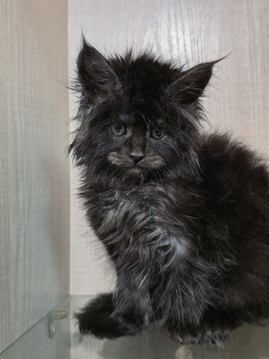 Мейн-кун продажа котят