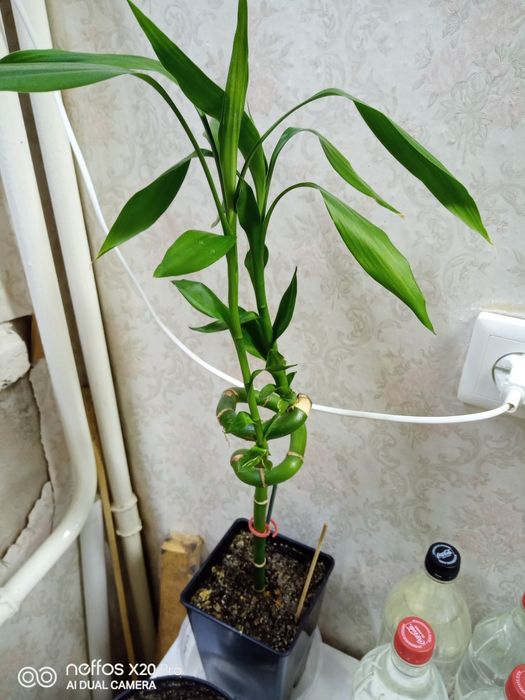 Продам в горшке бамбук