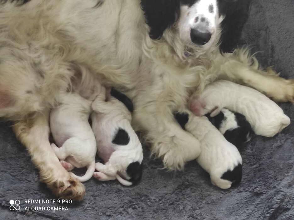 Предлагаются щенки к продаже