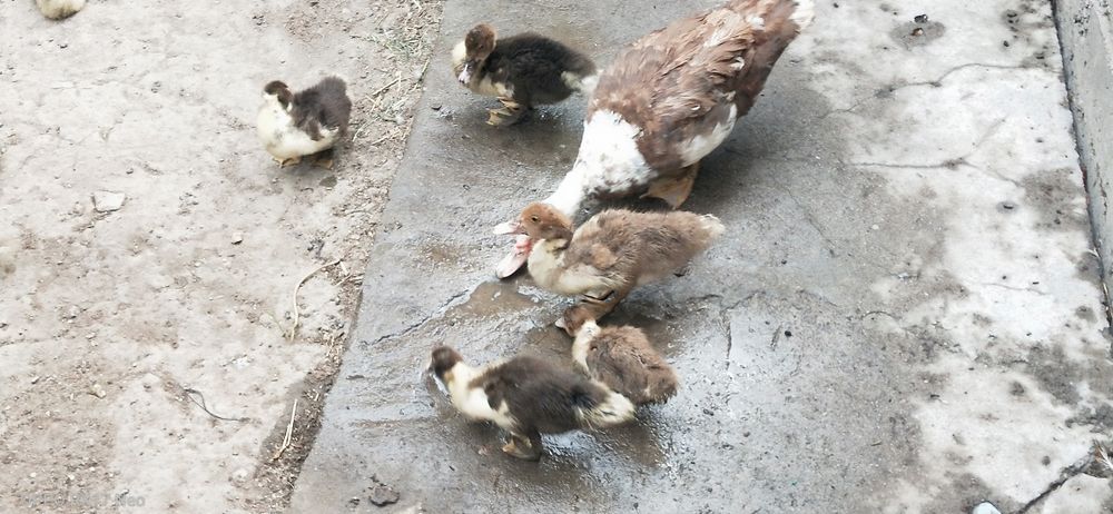 Срочно. Продам Индаутка