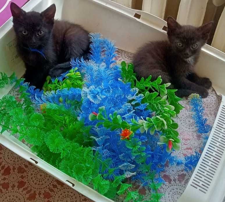 Милые котята ищут дом. Степногорск.