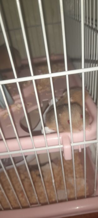 Hamsteri pitici Campbell