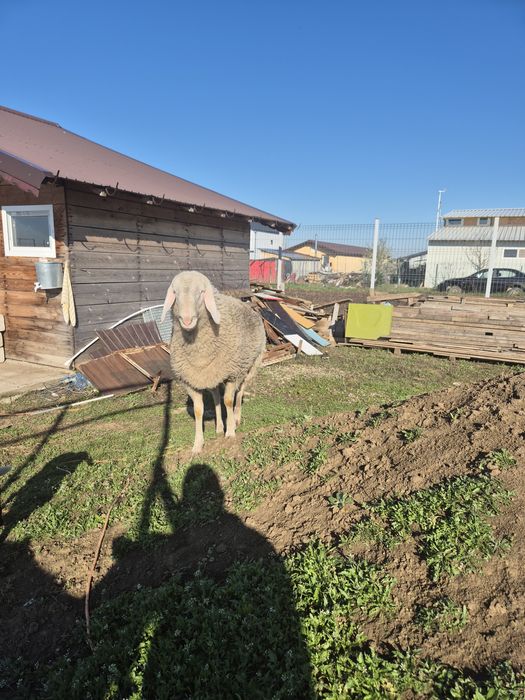 Berbec bergamasca 1,4luni