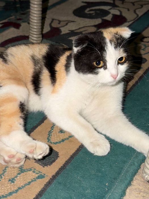 Кошка породы Скоттиш Фолд