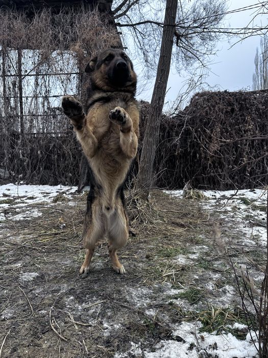 Немцкии овчаркаа