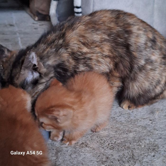 Отдам катят бесплатно в добрые руки