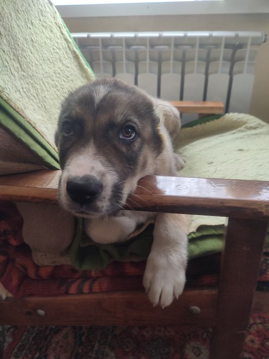 Продам щенков алабай САО