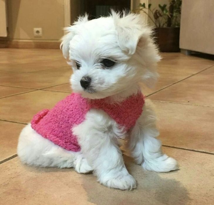 Bichon mini toy talie mica pedegree