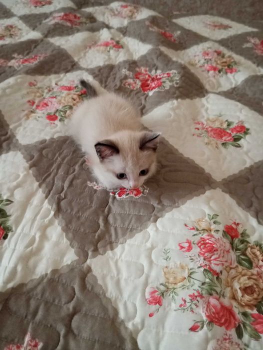 Животные, котята в добрые руки