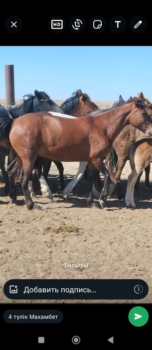 Үйір жылқы Атырау обл Махамбет ауданы