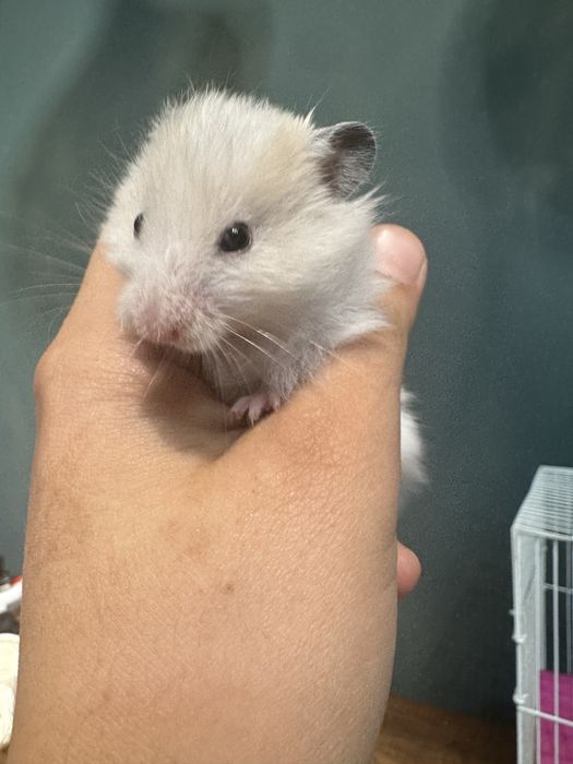 Хомякла сотилади