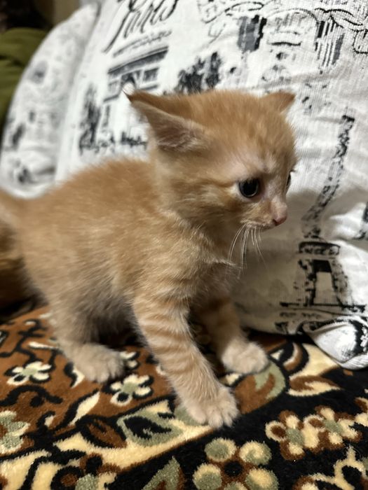 Отдам котенка в добрые руки!