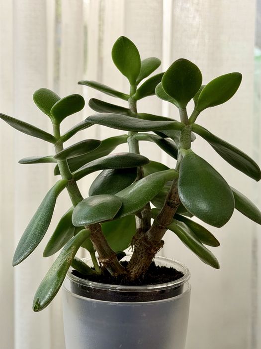 Комнатные цветы от 700 тенге