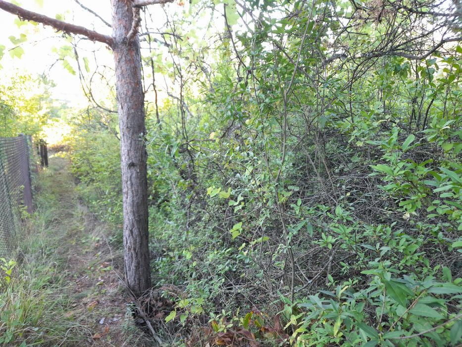 косене на трева рязане на опасни дървета почистване на дворове