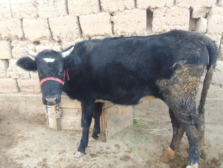 Срочно кашар сатылады