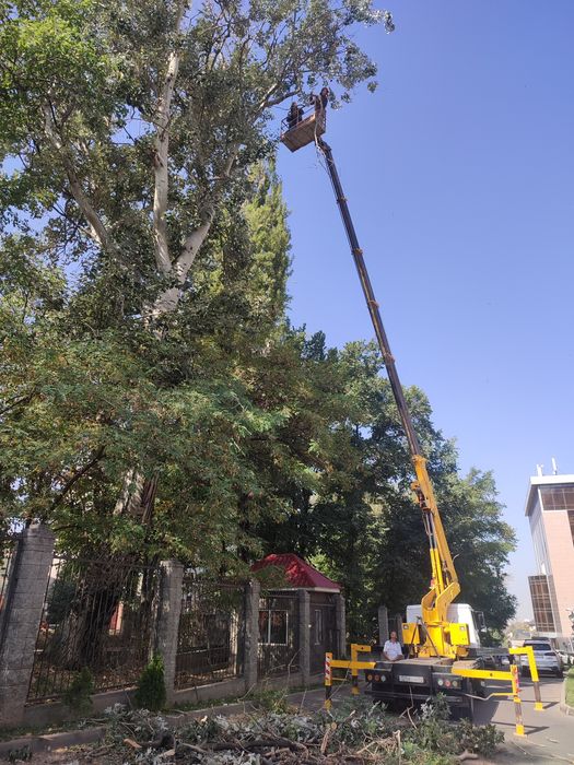 спил деревьев любой сложности