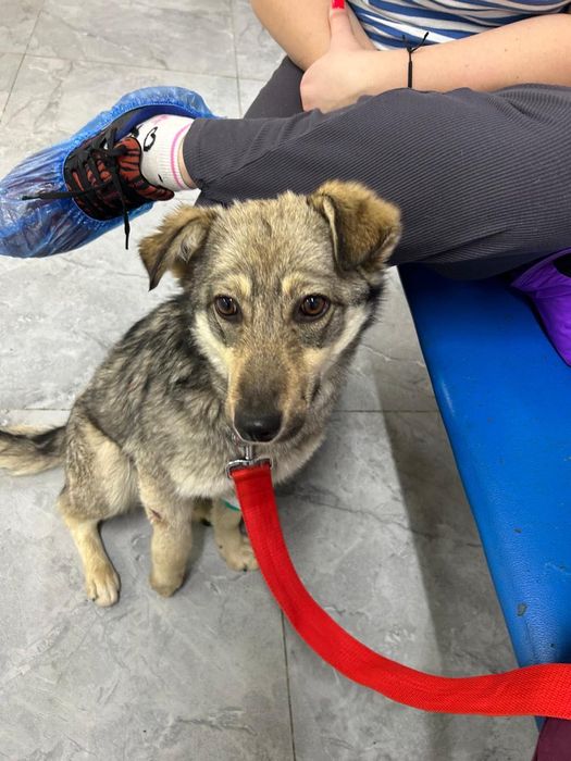 Найдена собака район Ремизовка