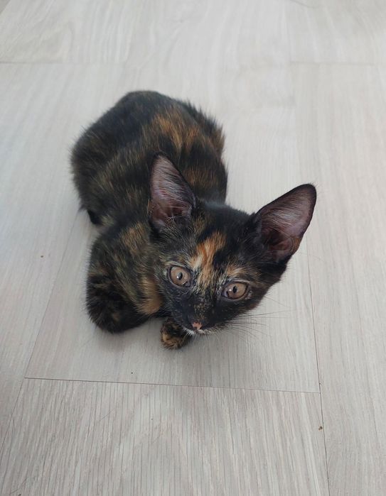 Отдам в добрые и ответственные руки