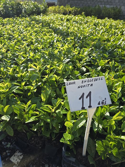 Laur Englezesc - NOVITA - Aclimatizat - prunus laurocerasus