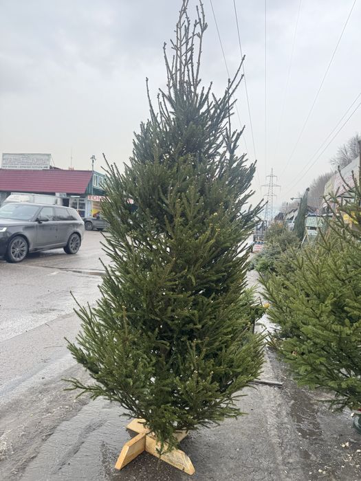 Новогодние елки 10.000